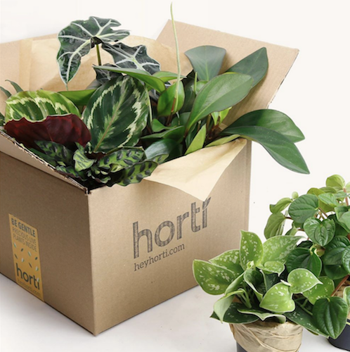 Horti Box